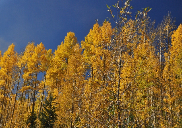 the fall foliage along the route